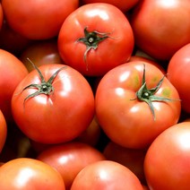 완숙 찰토마토 5kg(중과) 국내산 산지직송