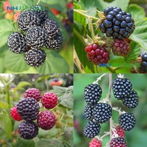 프레쉬하임 햇 슈퍼복분자(블랙베리)5kg, 햇 수퍼복분자(블랙베리_벌크)3Kg