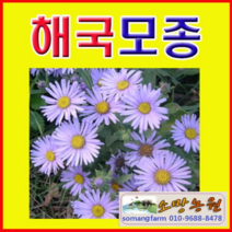 (D소망)야생화 해국모종(포트) 10그루