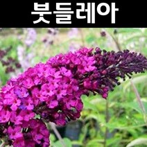 붓들레아(로얄레드) 보라색 10cm포트 3개/나무 묘목/꽃나무/조경용