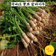 구씨아줌마 국내산 황토 알타리무 총각무 2단 4단 당일수확 아삭하고 맛있는, 알타리무 4단, 1개