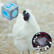 굿소일Fresh 백봉오골계 토종닭 삼계닭 백숙용닭 생닭 1-1.2kg 2팩, 소중한 분 위한 특별 보양식