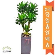 대형화분 고급 개업화분 거실인테리어화분 당일배송, 19. 콤팩타