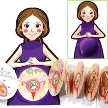 인체의 신비 태아발달과정