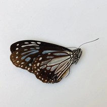 오리지널 나비 진짜 표본 날개 펴지 않은 곤충 나비목 과학 교육 수제 DIY 홈장식 홈데코 동상, 13