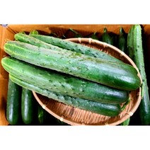 (가락시장 까망콩) 신선하고 상큼한 청오이 업소용 50개 1박스