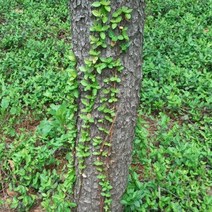 줄사철 포트_5개 (사철나무)