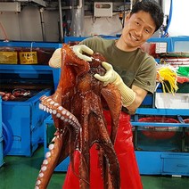 국내산 살아있는 대왕피문어 6kg(자숙문어 실량4.8kg), 단품