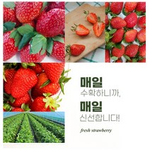 자일로스 담은 수제과일청 딸기 (냉동), 1kg, 1개