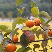 창원단감 5kg, 상세페이지 참조
