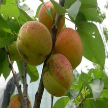 복숭아 경봉(백도) 접목1년 특묘 1주 나무 D87