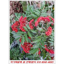 마가목열매즙(야생)/ 010-924-4832/오리지널 자연산, 5, 1포당 / 120ml