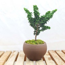 석화회 도자기 미니 편백 나무 분재 야생화 피톤치드 인테리어 화분 선물