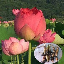 식용 연꽃 뿌리 씨앗 묘목 묘목 묘목 물 래프팅 뿌리 뿌리 뿌리 연꽃 로터스 그릇 연꽃 연꽃 씨앗 물 재배 식물 냄비없는 식용 라비올리 (Crispy)의 사계절, 번호 13