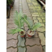 플랜츠펙토리 무배특가 원플원 2개발송 소철 중소품 반려식물 20-40cm 49, 1개