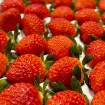 국내산 설향딸기 750g (35구), 단품없음