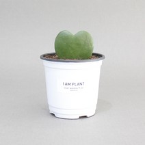 아이엠플랜트 화이트포트 실내공기정화식물 모종, 1개, 14.하트호야
