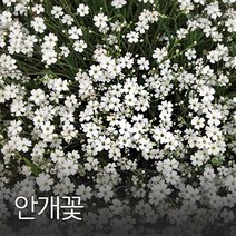 코리아팜 안개초50g