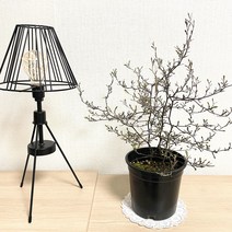 초특가세일 종료임박!!! > 크로키아실버 코로키아실버” class=”wr-img”></a></div>
</p></div>
</p></div>
</p></div>
<div class=