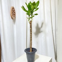 청년농부 외목 금천죽 공기정화식물 음이온식물 실내식물 개업식물 반려식물