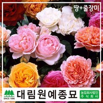 [대림원예종묘] 영국장미 (땅+줄장미) 데이비드오스틴, 테스오브더더브빌(땅+줄장미)