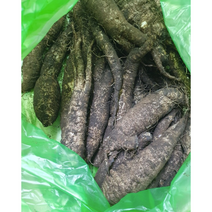 제주도더덕 햇더덕 산지직송 여름햇더덕 1kg 산더덕 더덕주 더덕요리 산지직송, 1개