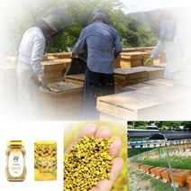 레이디 농장 칠갑산 국산 벌화분 먹는 꿀화분 꿀벌 벌꿀화분 비폴렌 꽃가루, 500g, 1개