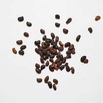 아까시나무씨앗(니제구이 헝가리품종)10g(300립)
