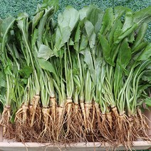 노마진 입맛 살려주는 쌉쌀한 고독바기 생 고들빼기 5단 10단, FREE, 생고들뺴기 5단