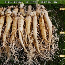 금산인삼도매센터 원수삼 소 수삼, 1팩, 750g