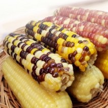 냉동찰옥수수 맛있게 삶는 찰옥수수 백찰 황찰 알록이 홍찰
