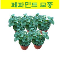 허브 모종/ 페파민트 페퍼민트 모종 5개 MJ19