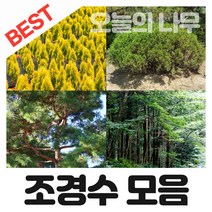 합리적 가격의 우수한 조경수나무묘목 판매(영산홍 왕벚나무 측백나무 소나무등), 10.수국(원예) 5치포트묘