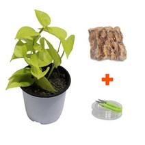 바보사랑 DIY 마이플랜츠 황호석 형광스킨답서스 .미미네아쿠아