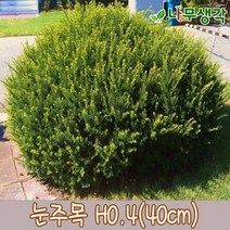 착한가격나무생각 눈주목 H0.4 (40cm) 1주