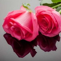 에센셜오일 로즈앱솔루트(3%희석) Rose Oil(Absulute) 3% Dilution in Jojoba E.O, [ 1L ]