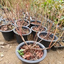 블루베리 삽목 4년생 분 (첸티클리어) 1주, 본상품선택