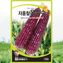 자홍찰옥수수 씨앗 찰옥수수 씨 종자 150립, 단품