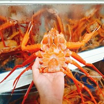[프레쉬푸드] 프리미엄 국내산 동해 자숙 홍게 3kg / 7~8마리, 없음
