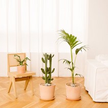 나무플랜트 만세선인장 이태리토분 인테리어식물 거실화분, 바퀴형물받침, 1개