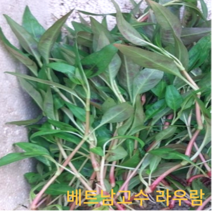 국산 베트남고수 100g 1kg 국산 라우람 락사잎 베트남고수 라우무이 라우응오 동남아채소 RAu RAM 베트남채소, 1개