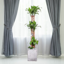 에코플랜트 대형화분 개업 거실 인테리어 실내 식물 카페 승진 사무실이전 화분 배송[서울.경기 평일 당일배송] <지방 및 영종도 가평 강화도 배송불가>, 11. 행운목 회색, 1개” class=”wr-img”></a></div>
</p></div>
</p></div>
</p></div>
<div class=