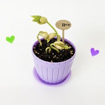 1+1 강낭콩키우기 1인 세트, 1+1)2개