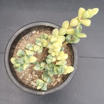 꽃다리 벽어연금 10 다육식물 다육금 아이만배송, 1개