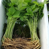 무농약 인삼 새싹삼 20~25cm 25~50뿌리 새싹인삼 유기농인삼 어린인삼 시아버지생신선물, 25뿌리, 상세페이지 참조