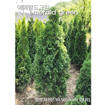 에메랄드그린 조경수 울타리용나무, H0.8(80cm), 1개