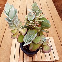 당인 목대 대품 나비같은 빨간 잎장이 예쁜 다육식물1-300, 단품, 상세페이지 참조