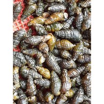 동부민물수산 국내산 신선한 냉동 깐 다슬기 200g 한팩