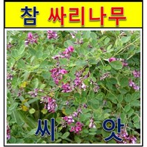 야생식물 범사면.토사유출방지/ 참싸리 /씨앗1kg