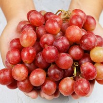 [장보리] 고당도 크림슨포도 1kg, 상세 설명 참조